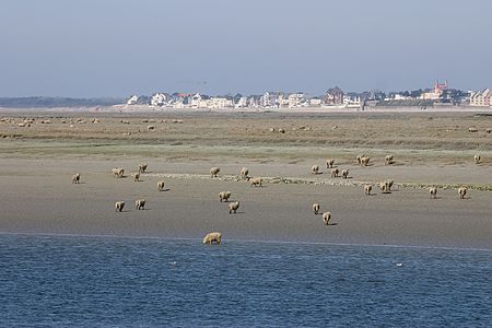 Les moutons devant Le Crotoy.