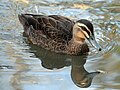 Sylvan Heights Waterfowl Park