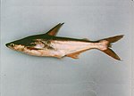 Miniatura para Pangasius conchophilus