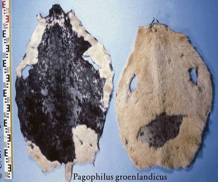 File:Pagophilus groenlandicus (Saddleback, fur at birth, during change of coat) fur skin.jpg