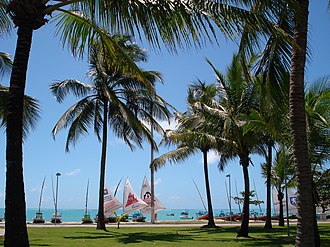 Coconut palms in the warm, tropical climate of northern Brazil Pajucara.jpg