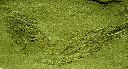 Palaeoniscus vratislavensis