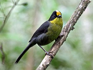 Pale-naped Brush-Finch RWD3.jpg