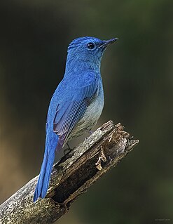 Pale blue flycatcher Species of bird