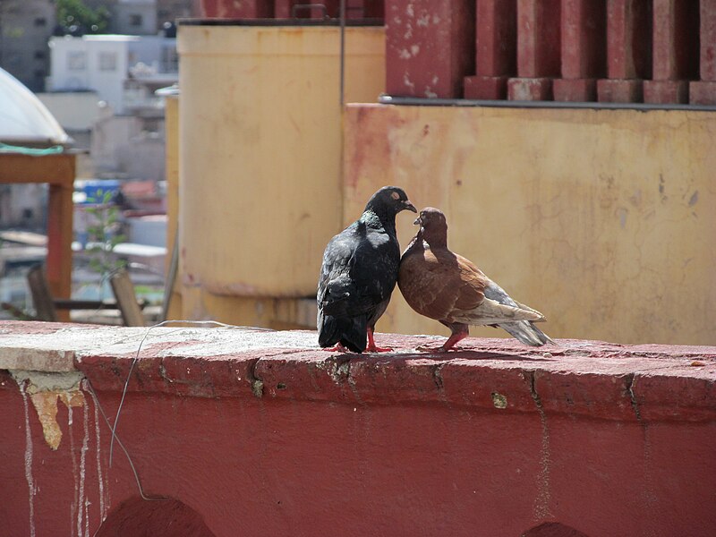 File:Palomas Guanajuato 2.JPG