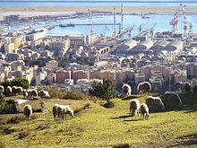 Pascolo sul monte Gazzo, con vista sullo stabilimento della Fincantieri e sull'aeroporto di Genova-Sestri.