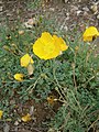 Papaver victoris