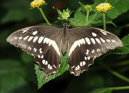 Papilio_constantinus