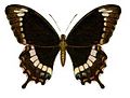 Papilio fuscus (Andaman Helen)