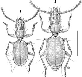 Paralovricia beroni