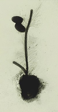 Electron micrograph of the protist Paraphysomonas butcheri. It illustrates the stramenopile property - of having stiff hairs. The hairs attach to one longer flagellum, the other is without hairs (an arrangement also called 'heterokont', meaning "unequal"). The body of the flagellate is coated with delicate scales. Paraphysomonas feeds on bacteria, two of which lie near the hairy flagellum. Paraphysomonas butcheri whole mount.jpg