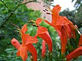 Tecoma capensis (Bignoniaceae)