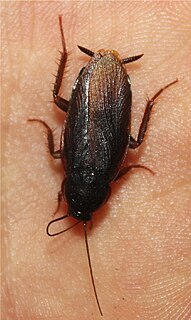 <i>Asiablatta kyotensis</i> Species of cockroach