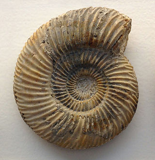 <i>Parkinsonia</i> (ammonite) Genus of molluscs (fossil)