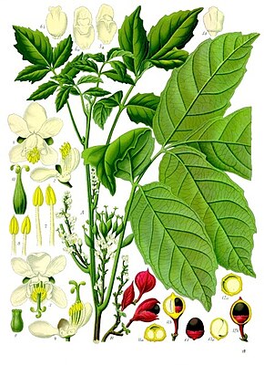 Paullinia cupana, illustration from Koehler 1887