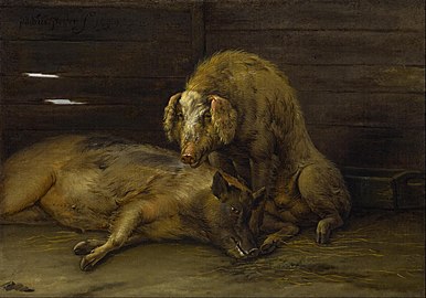 Two Pigs in a Sty label QS:Lde,"Zwei Schweine in einem Stall" label QS:Len,"Two Pigs in a Sty" label QS:Lpl,"Dwie świnie w chlewie" label QS:Lnl,"Twee varkens in een stal" 1649. oil on canvas medium QS:P186,Q296955;P186,Q12321255,P518,Q861259 . 32.4 × 45.1 cm (12.7 × 17.7 in). Houston, Museum of Fine Arts.