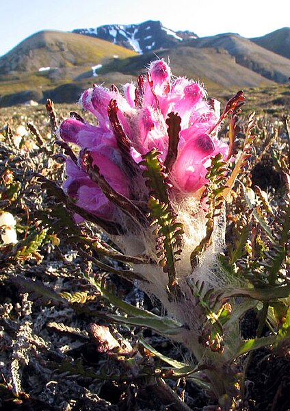 File:Pedicularis dasyantha - Lousewort1.jpg