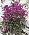 * Nomination: Whorled lousewort (Pedicularis verticillata) --Robert Flogaus-Faust 19:18, 8 June 2020 (UTC) * * Review needed