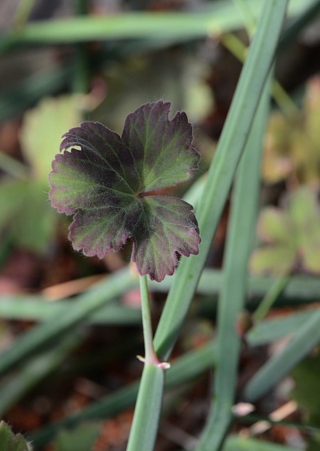 Pelargonium tetragonum jd plt.jpg