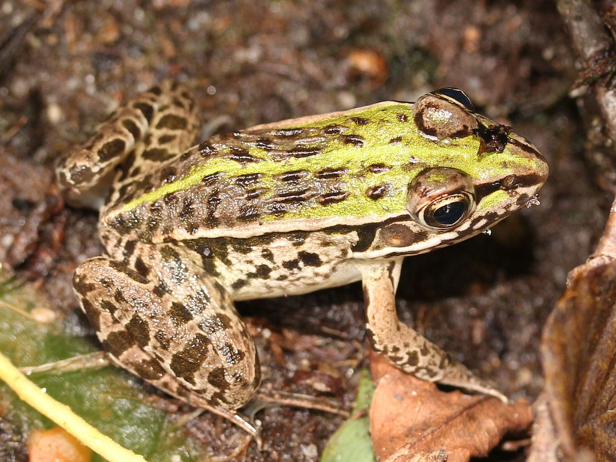 がいなメダカ】激レア！！！アルビノのカエル トノサマガエル？ 野生