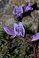 Penstemon davidsonii