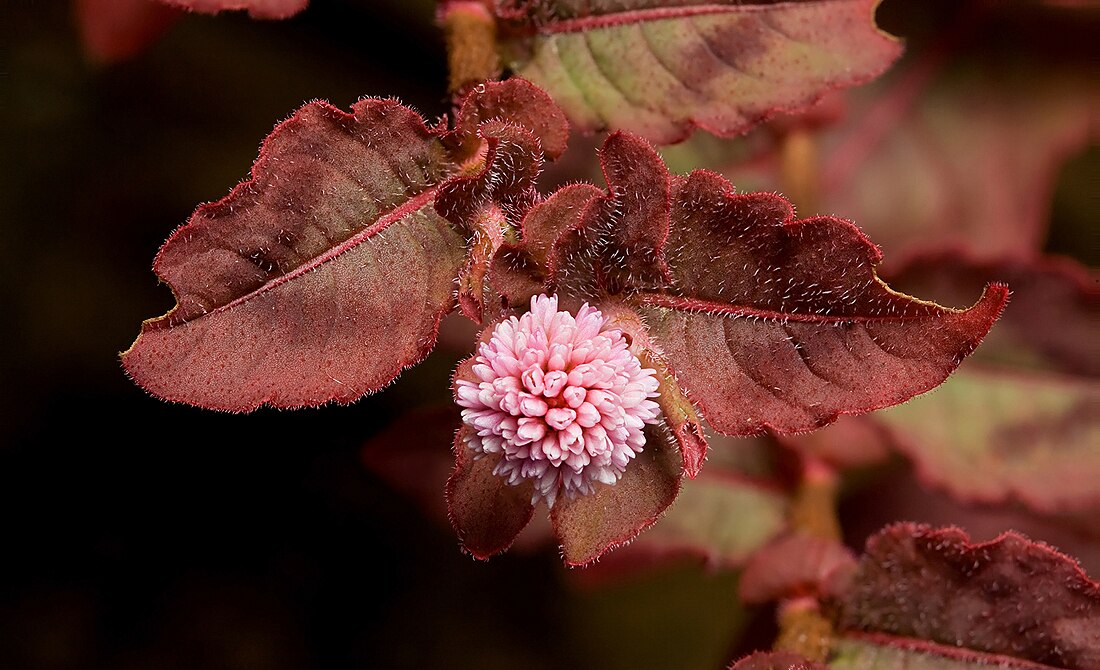 Persicaria