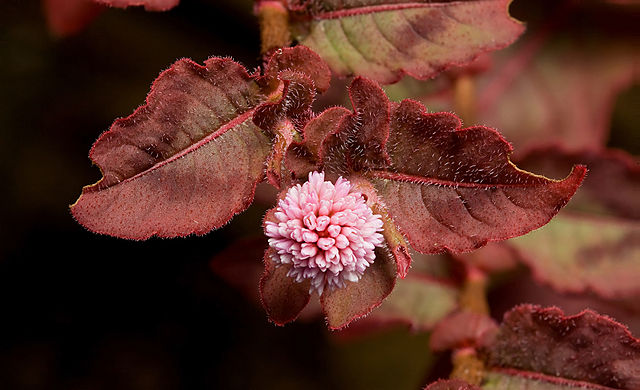 Persicaria capitata or pink knotweed