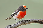 Thumbnail for Red-capped robin