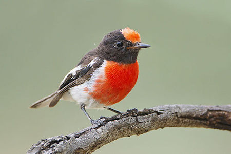 Red-capped Robin (Petroica goodenovii), Chiltern, Victoria, Australia