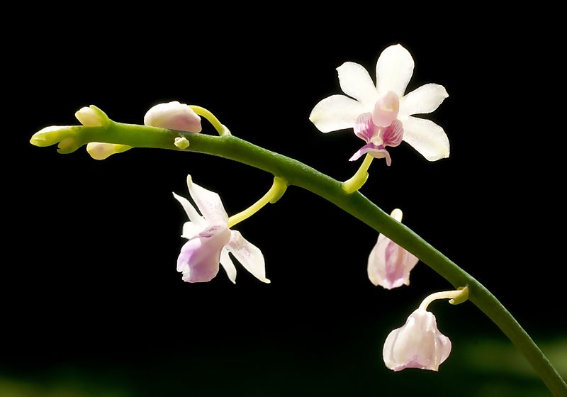 File:Phalaenopsis decumbens Orchi 010.jpg