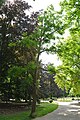 wikimedia_commons=File:Phellodendron de l'amour dans le parc Kennedy (Vichy) 2023-06-17.JPG
