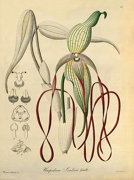 Phragmipedium lindenii