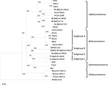 Phylogenetic tree of coronaviruses Phylogenetic tree of coronaviruses.jpg