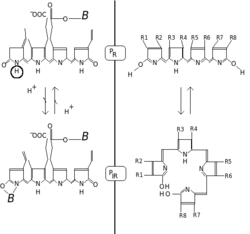 Two hypotheses, explaining the light - induced phytochrome conversions (PR - red form, PIR - far red form, B - protein). Left - H dissociation. Right - formation of the chlorophyll-like ring. Phytochrome str.png