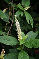 Phytolacca icosandra