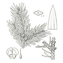 Description de l'image Picea neoveitchii foliage.jpg.