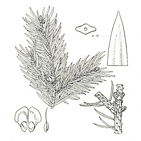 Bildbeschreibung Picea neoveitchii foliage.jpg.