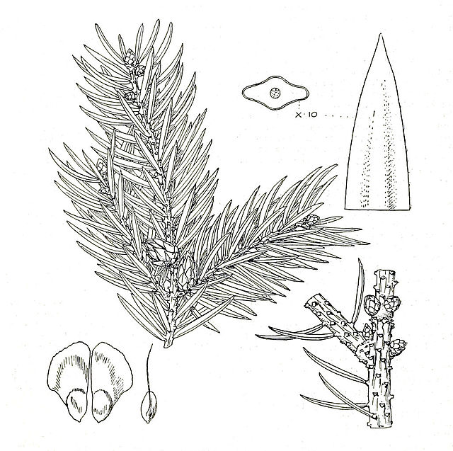 Description de l'image Picea neoveitchii foliage.jpg.