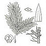 Miniatura para Picea neoveitchii