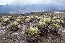 Páramo de Piedras Blancas con una especie de Espeletia en el Estado Mérida, Venezuela