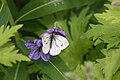 Pieris angelika