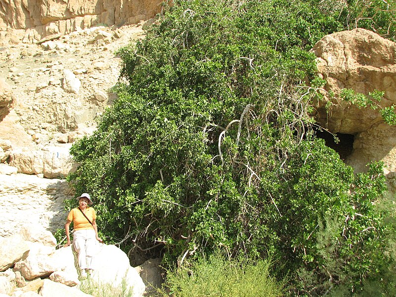 File:PikiWiki Israel 28392 Plants of Israel.jpg