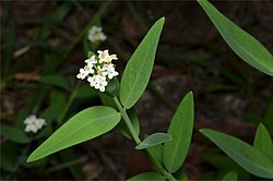 Pimelea cornucopiae.jpg