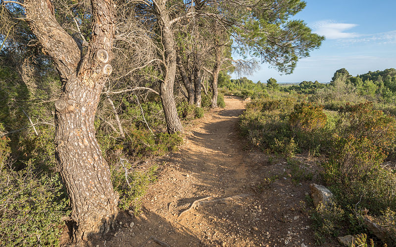 File:Pinet, Hérault 04.jpg