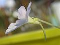 Pinguicula flower of a cultivar