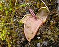 Pinguicula acuminata plant Mexico - Hidalgo