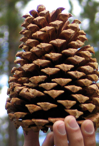 Datei:Pinus jeffreyi cone.jpg