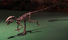 שלד של פיסנוזאורוס