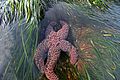 Ochre Starfish (Pisaster ochraceus) found in intertidal zone[47]