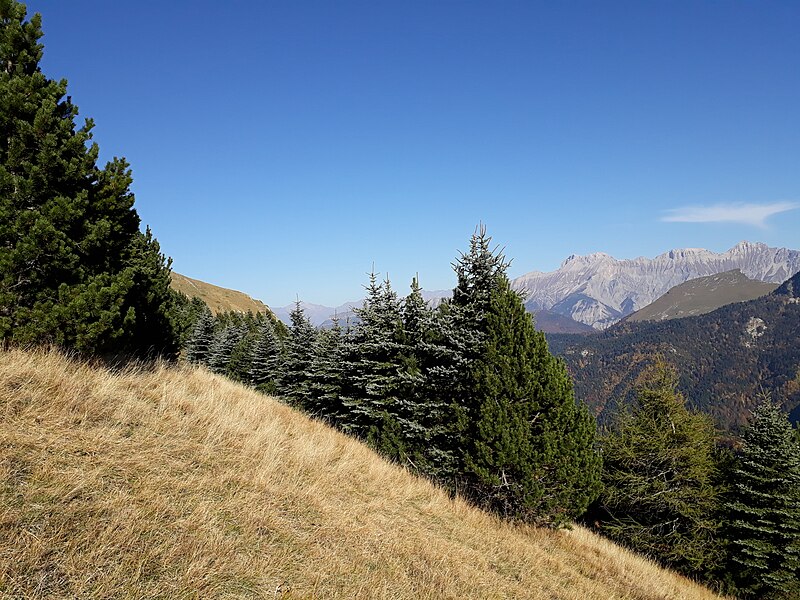 File:Plantations anti avalanche sur le versant sud est de la crête de l'Archat.jpg